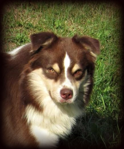 Miniature American Shepherd Studs