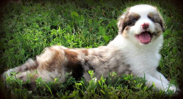 Mini American Australian Shepherd Breeder Puppies For Sale in Holcombe WI at Starck s Miniature American Shepherds