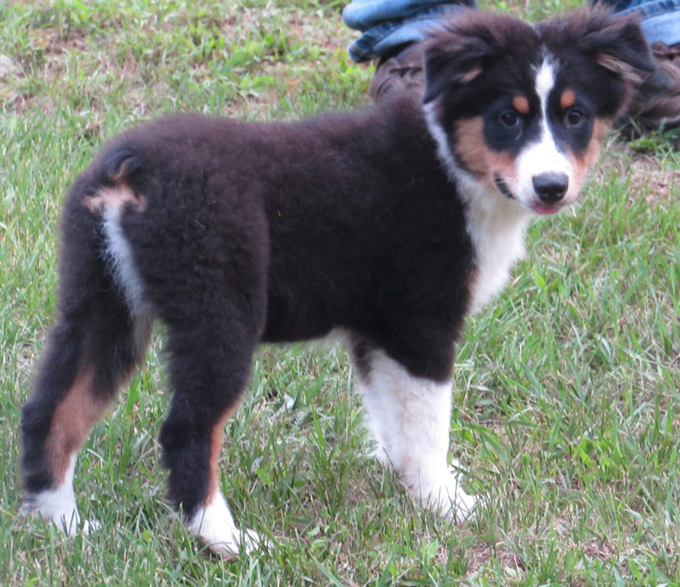 Mini American and Australian Shepherd Puppies For Sale in WI at Starck ...