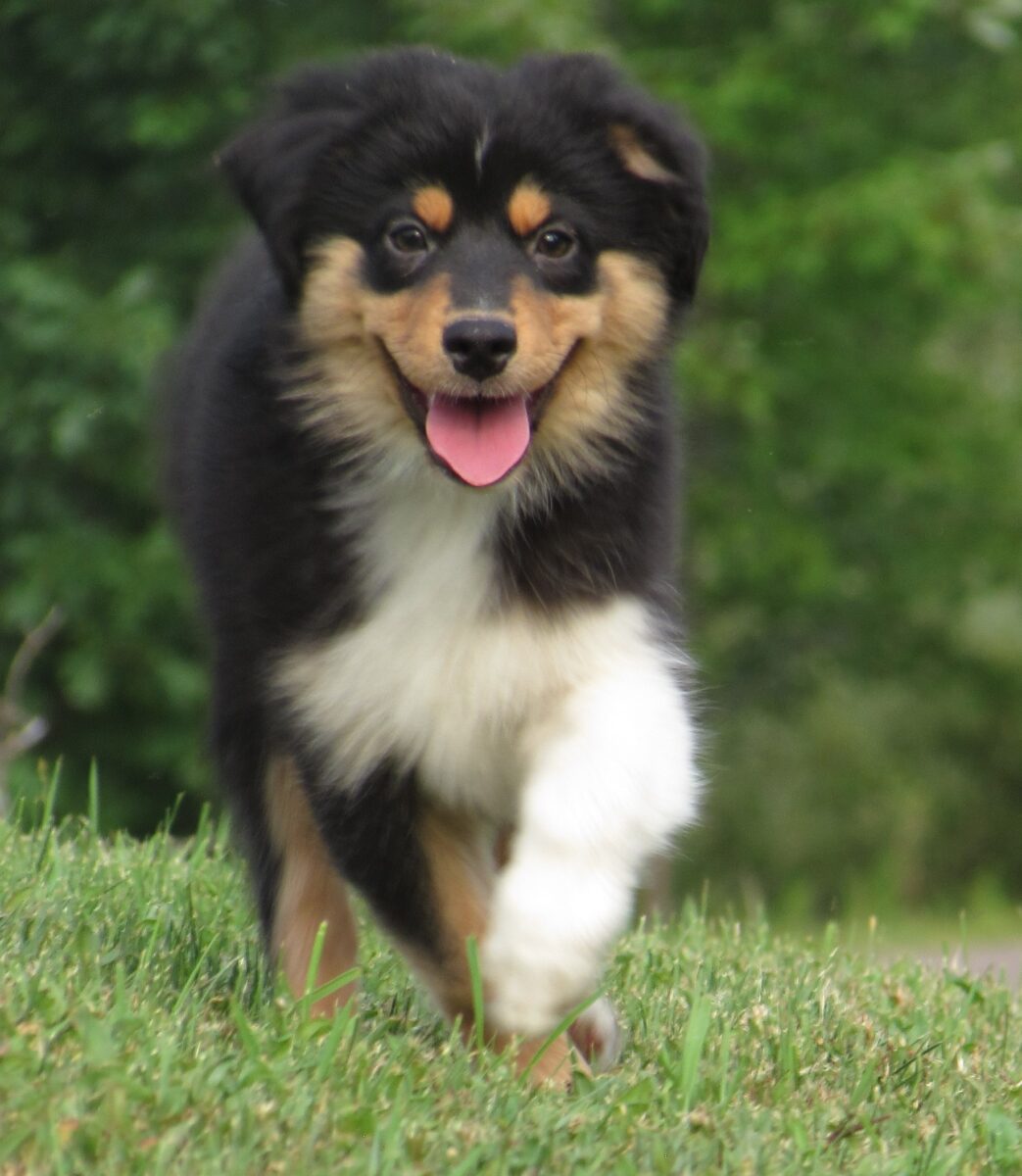 Mini American and Australian Shepherd Puppies For Sale in WI at Starck’s Miniature American