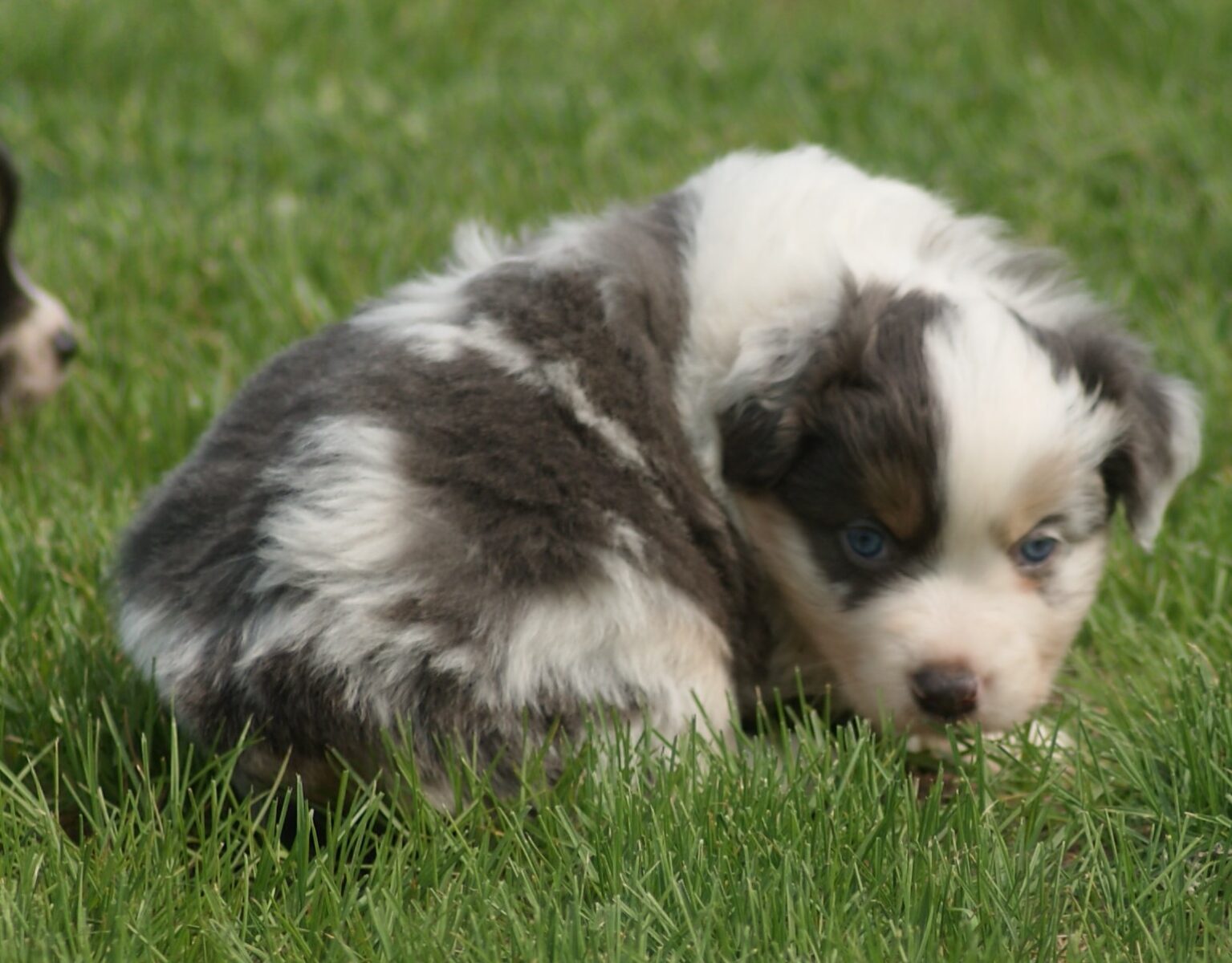 mini aussie puppies for sale $500