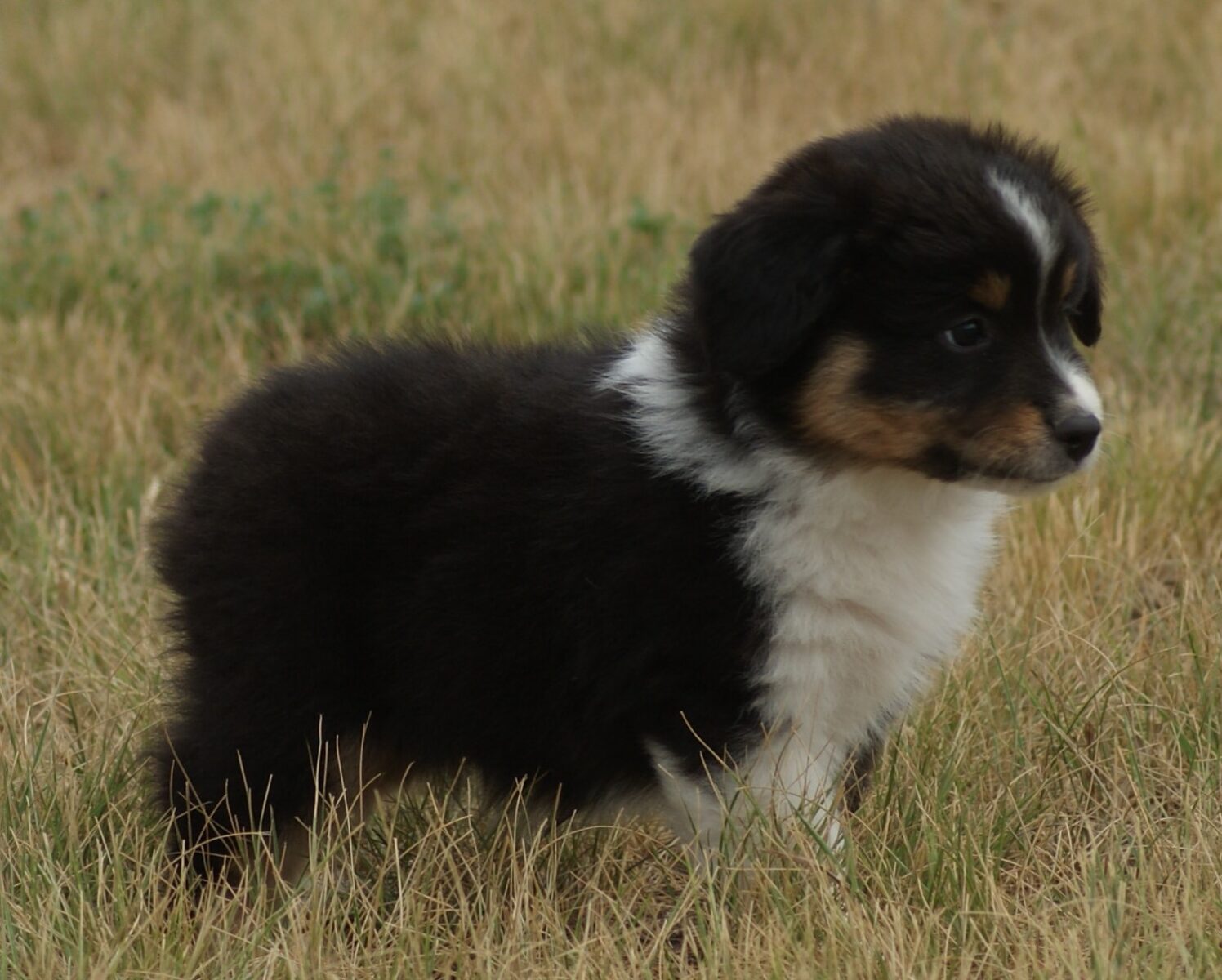 Mini American and Australian Shepherd Puppies For Sale in WI at Starck's  Miniature American Shepherds, image size:1496x1200