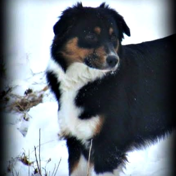AKC Miniature American Shepherds