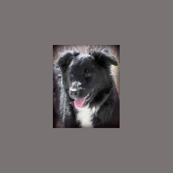 Miniature American Shepherds for Sale in WI